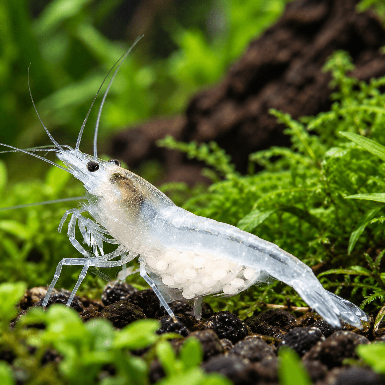 Var White Garnaal, doorzichtig witte garnaal met lange voelsprieten en eitjes onder de buik op groen mos
