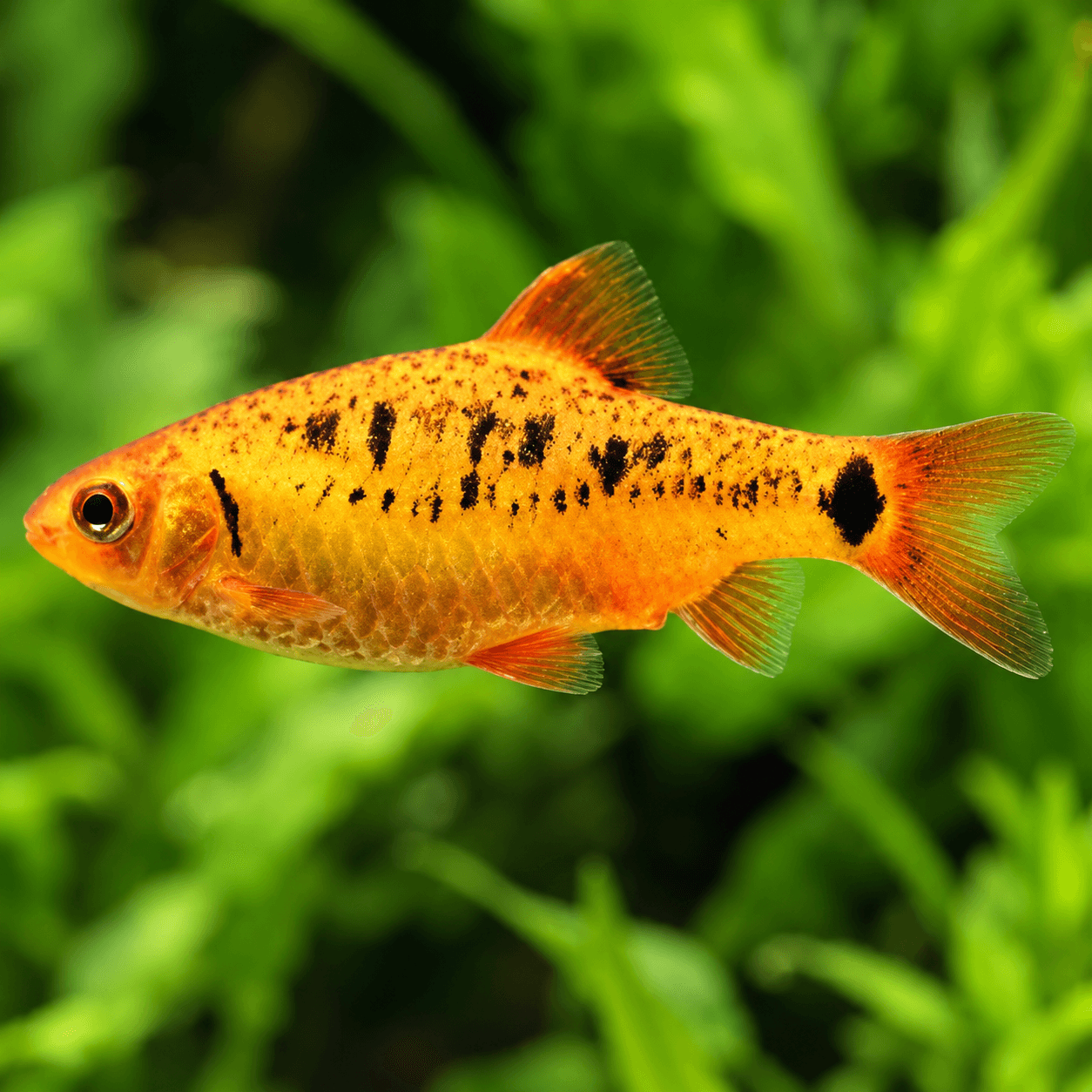 Brokaatbarbeel (Barbodes semifasciolatus) aquariumvis
