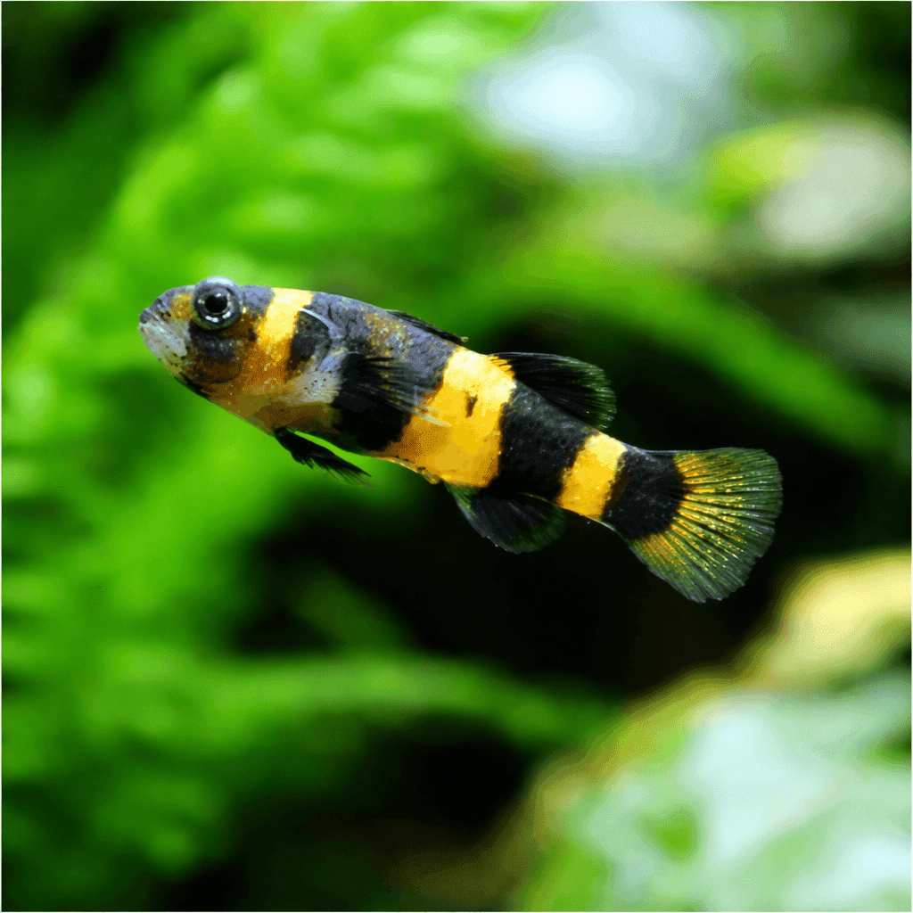 Brachygobius xanthozona – Bijtje