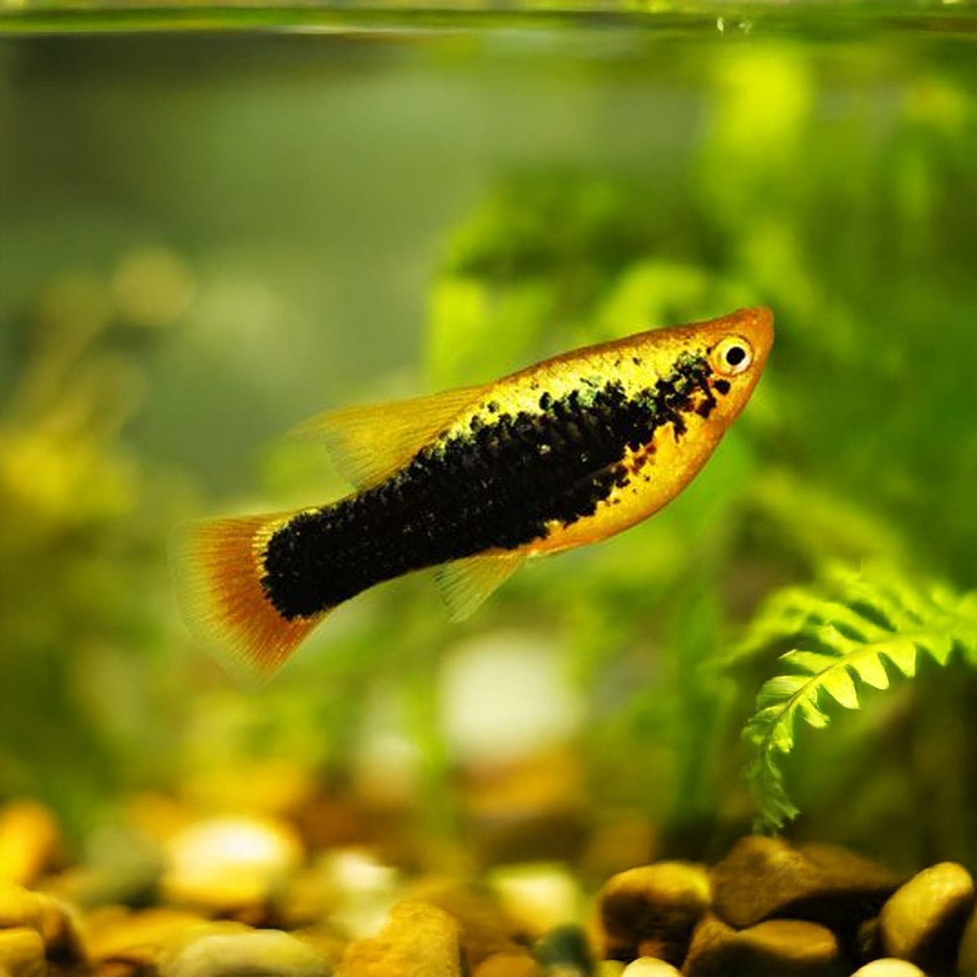 Xiphophorus Maculatus Tuxedo