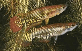 Aplocheilus Lineatus Gold (Aplocheilus lineatus) aquariumvis