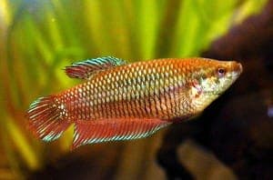Siamese Kempvis Vrouw (Betta splendens) aquariumvis