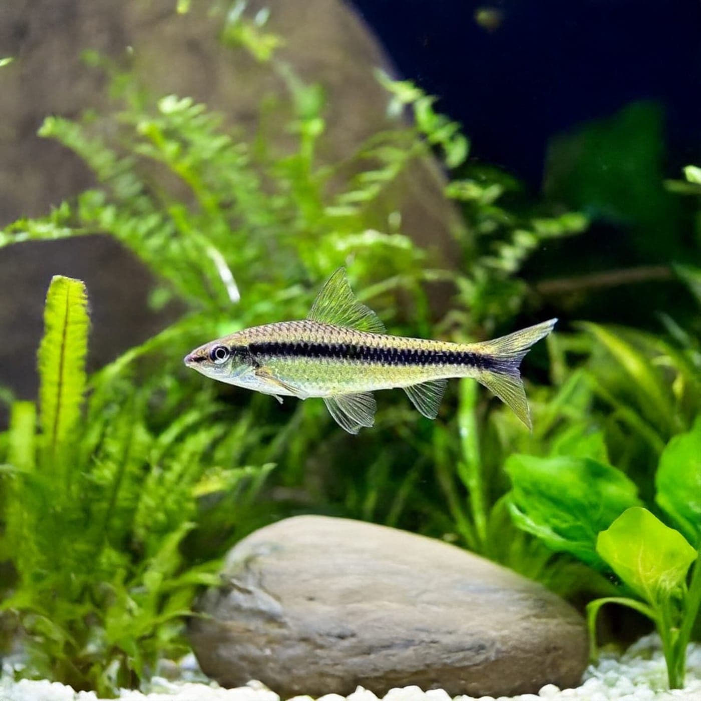 Prachtvin Algeneter