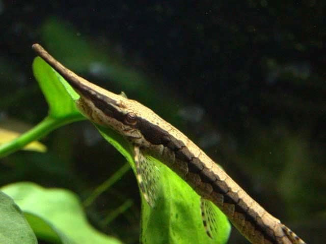 Farlowella Acus, Pansermeerval