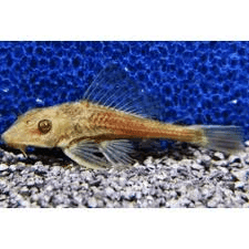 Hypostomus Plectomus Gold