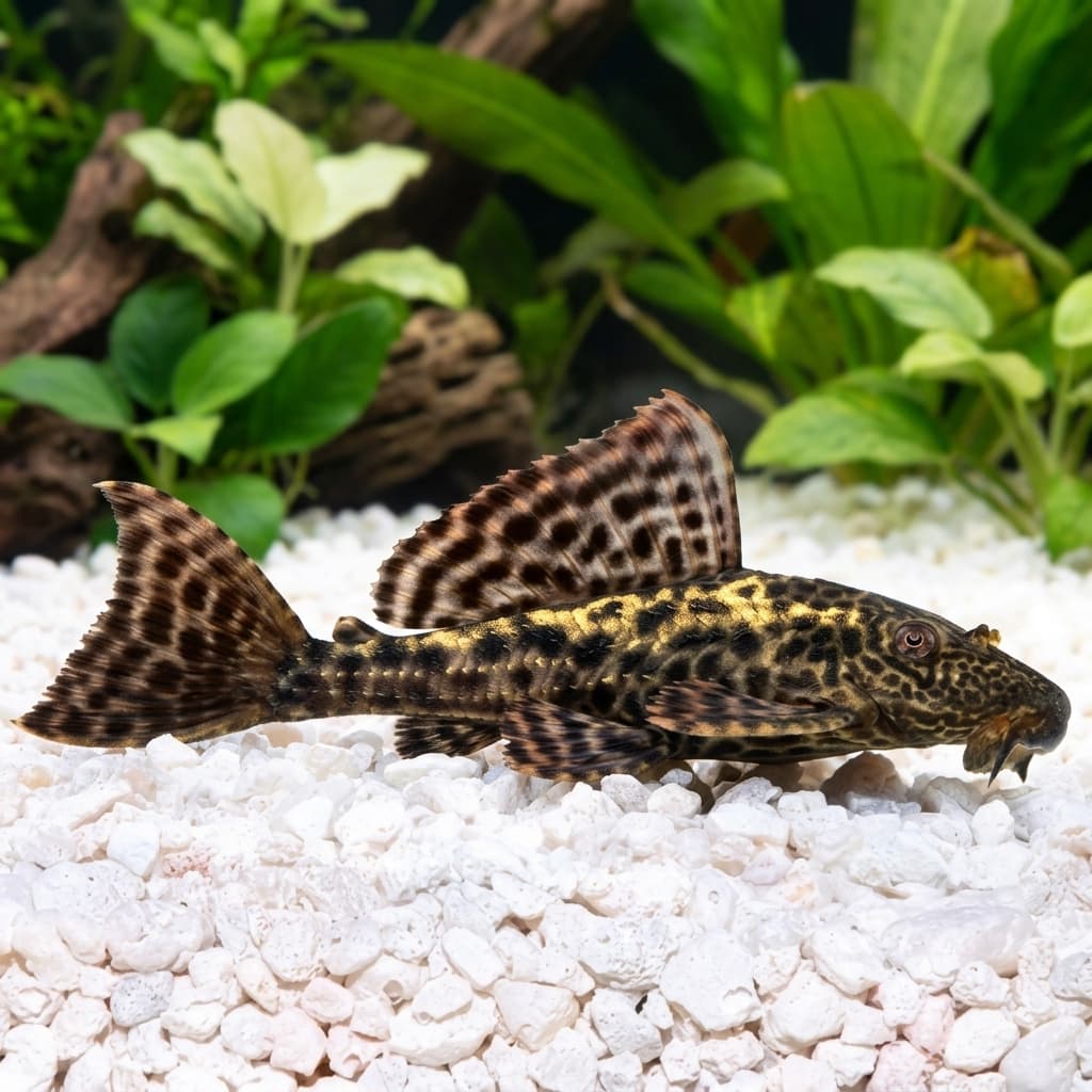 Hypostomus Plecostomus Gold Stripe