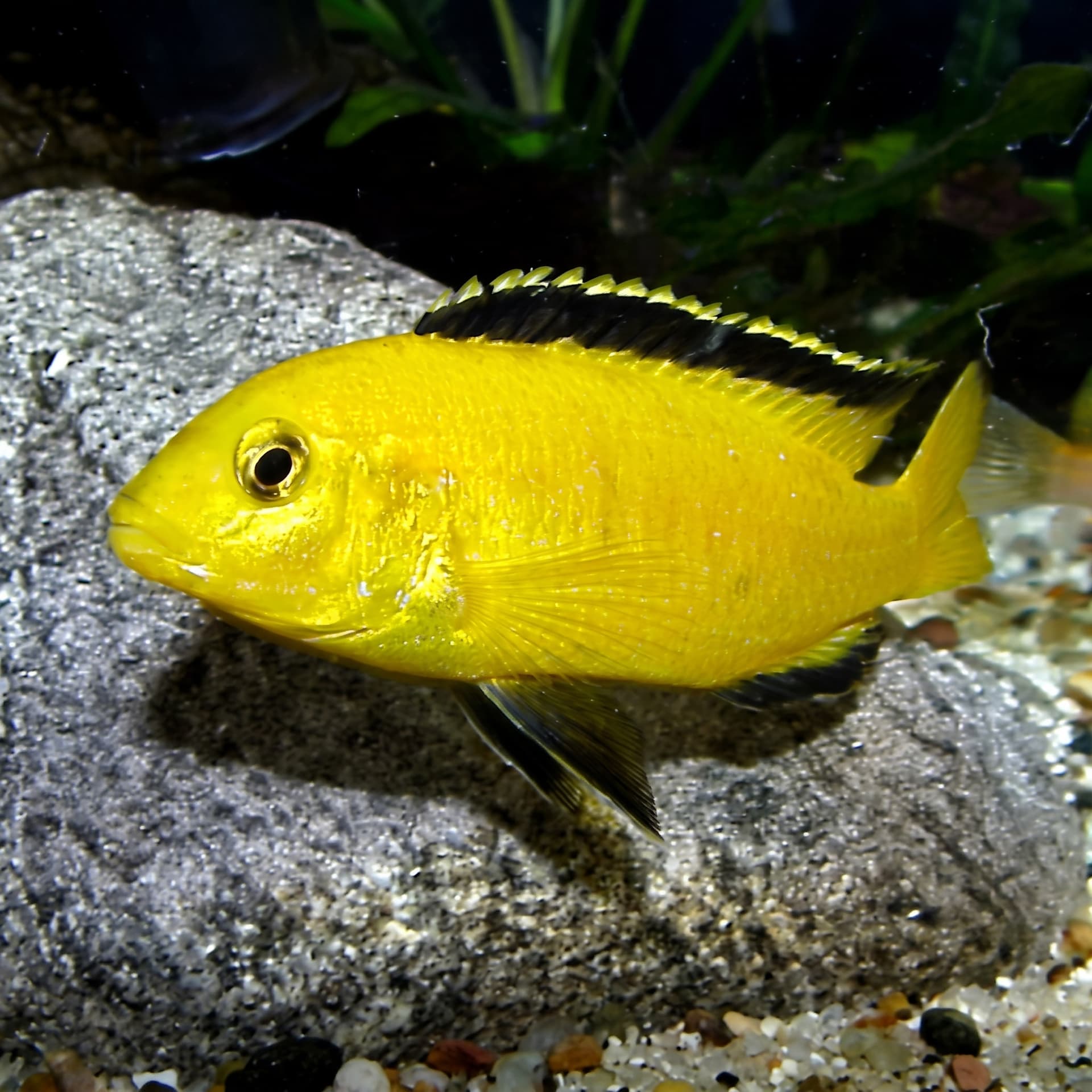Labidochromis Caeruleus Yellow