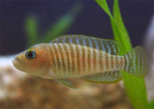 Lamprologus Multifasciatus