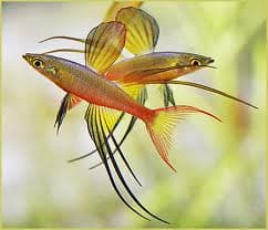 Pracht Regenboogvis (Iriatherina werneri) aquariumvis