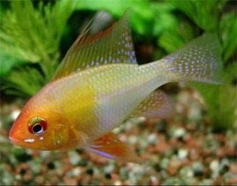 Antennebaarsje Goud Bred