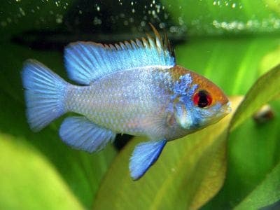 Antennebaarsje Bred Electric Blue