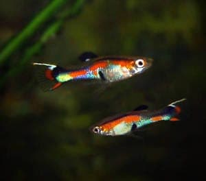 Guppy Man Endler Cobra
