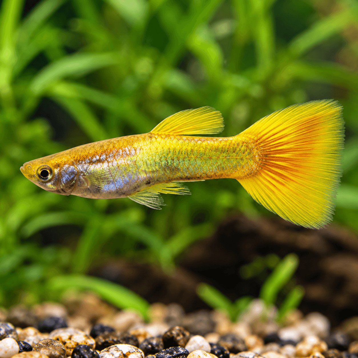 Guppy Man German Yellow met geel lijf en grote gele waaierstaart tussen planten