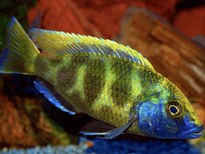 Malawicichlide Venustus