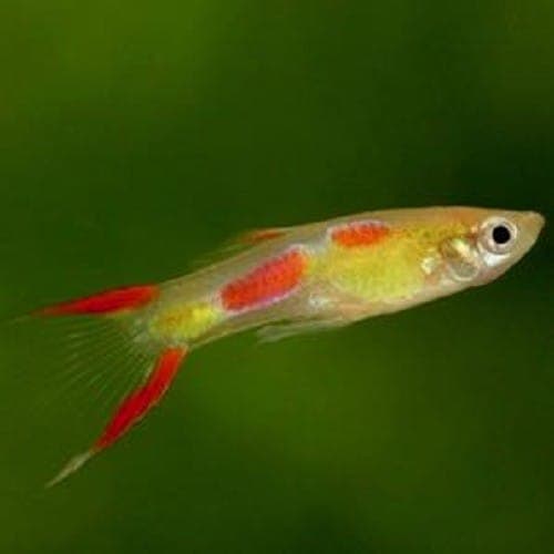 Guppy Man Coral Red