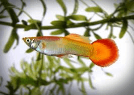 Guppy Man Micariff