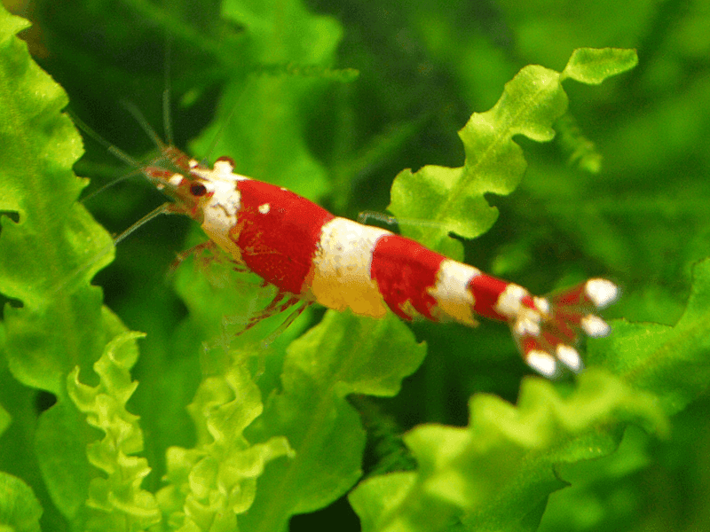 Garnaal Cristal Red