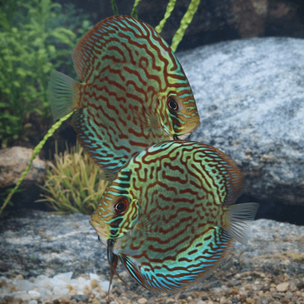 Discusvis Brilliant Turquoise