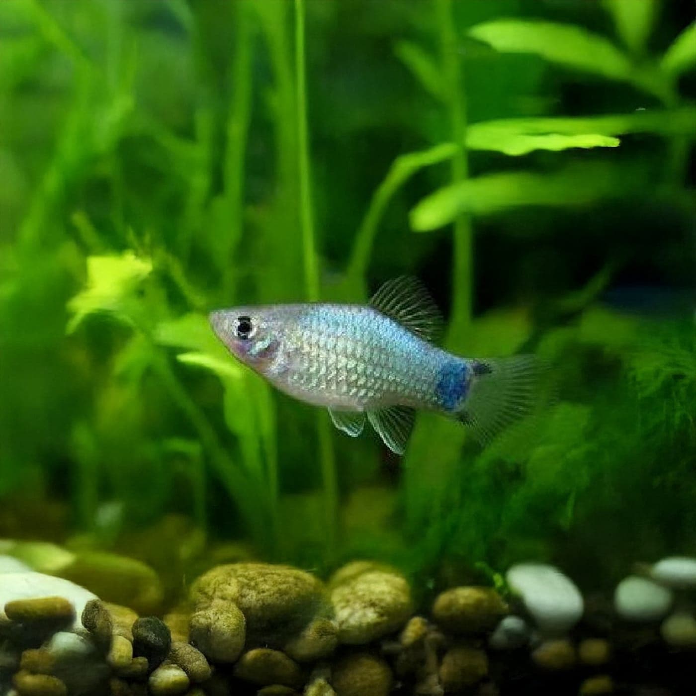 Platy Blauw