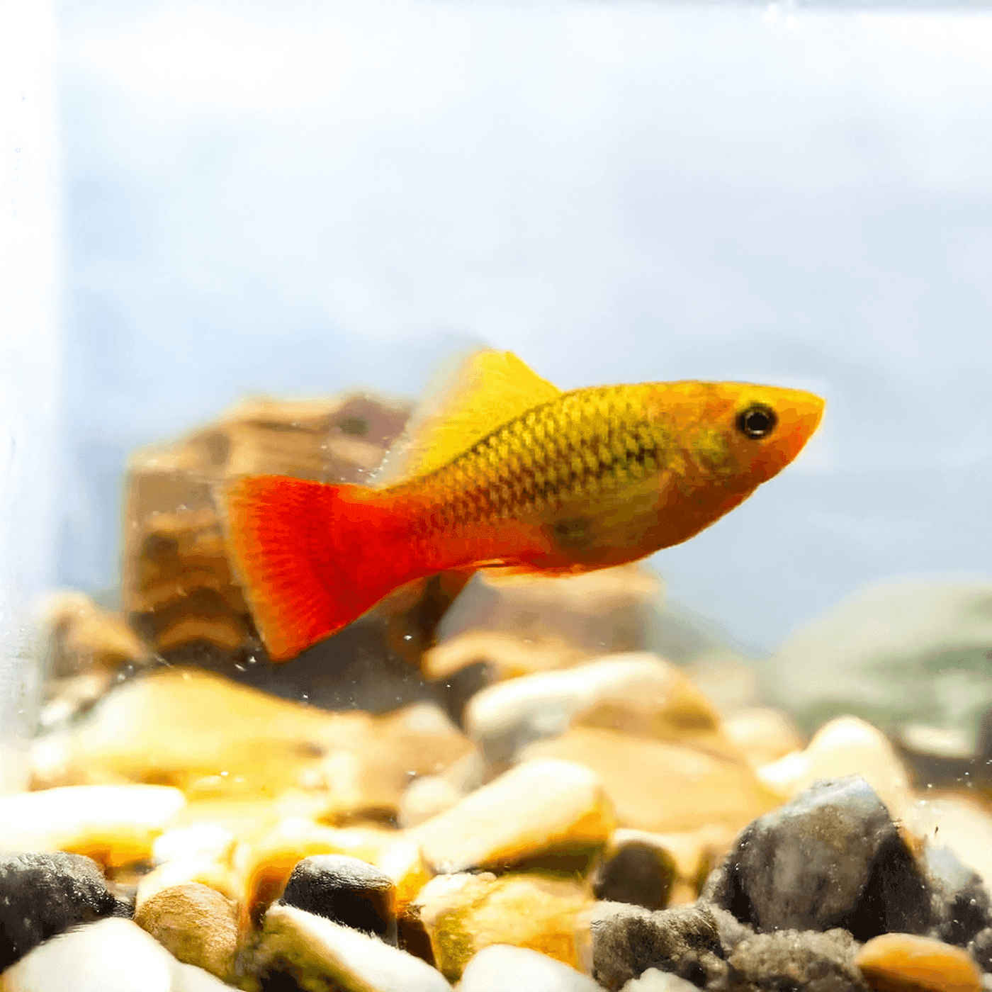 Platy Chocolade