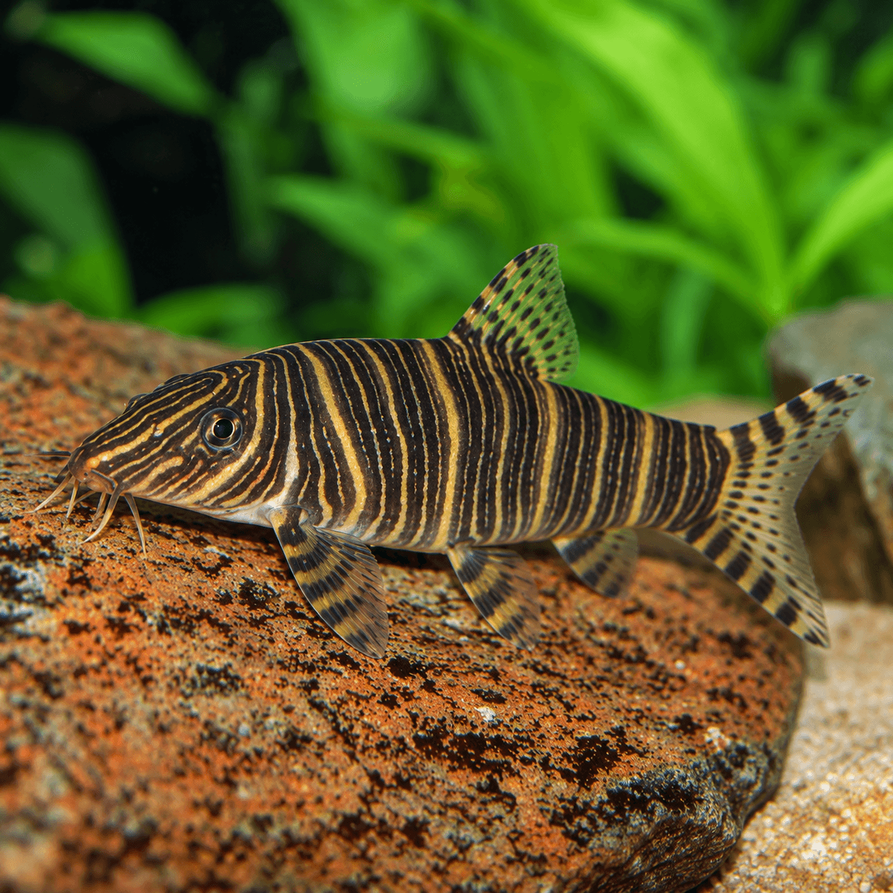 Zebrabotia met beige lijf vol smalle donkere dwarsstrepen en baarddraden op een rode steen