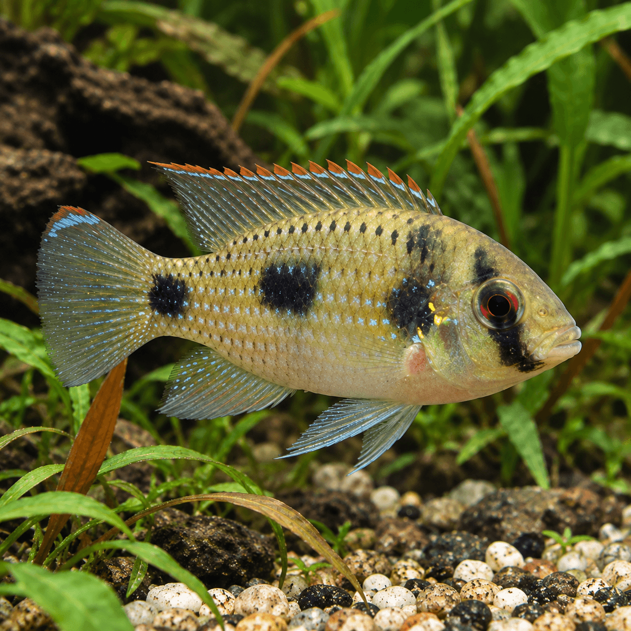 Afrikaanse Vlinderbaars met geelgroen lijf, donkere vlekken en rood oog tussen waterplanten