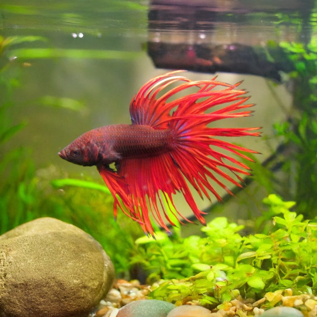 Siamese Kempvis Man Crown Tail