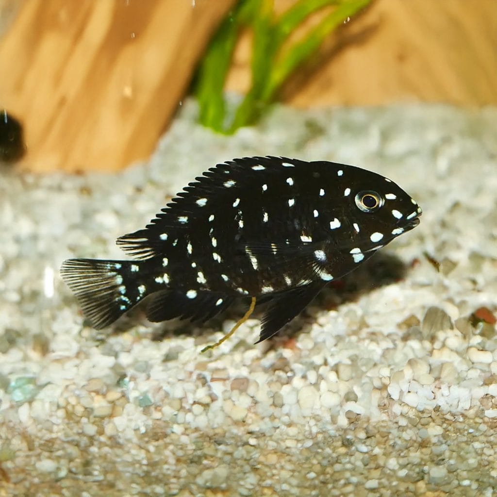 Tropheus Duboisi