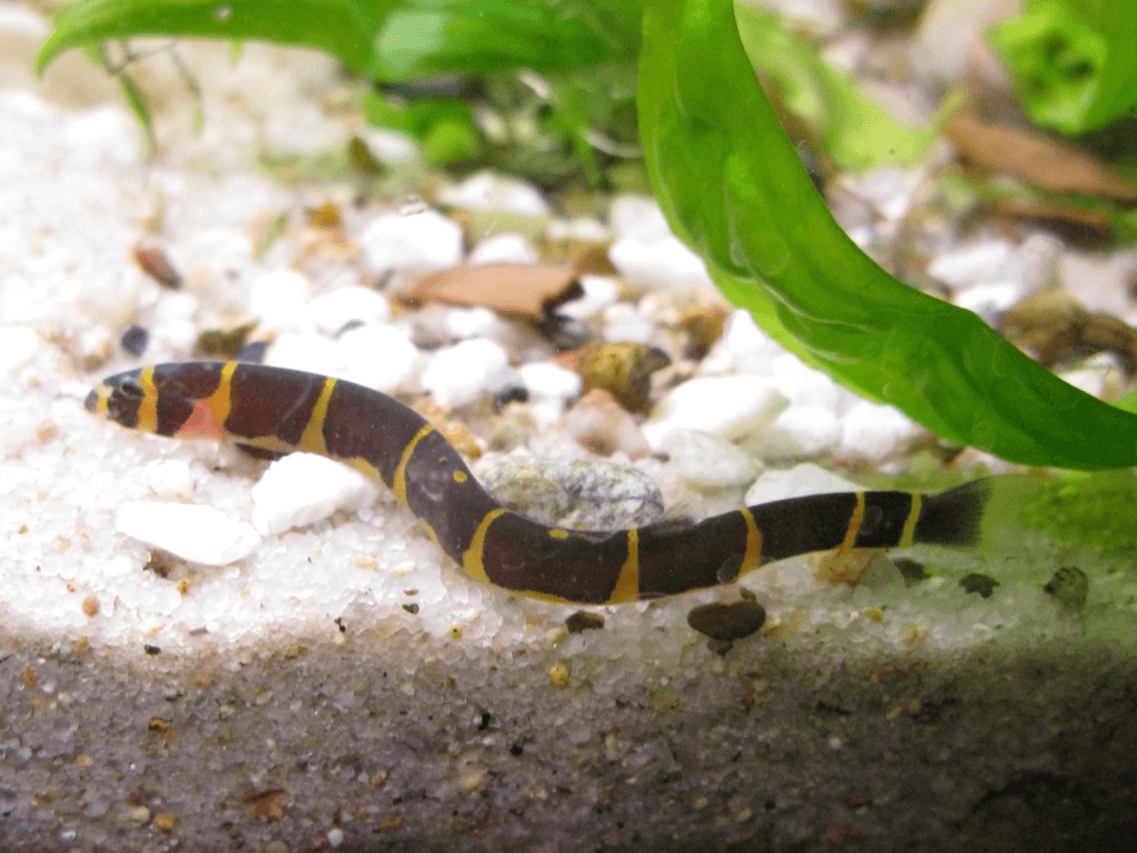 Half Gestreepte Modderkruiper