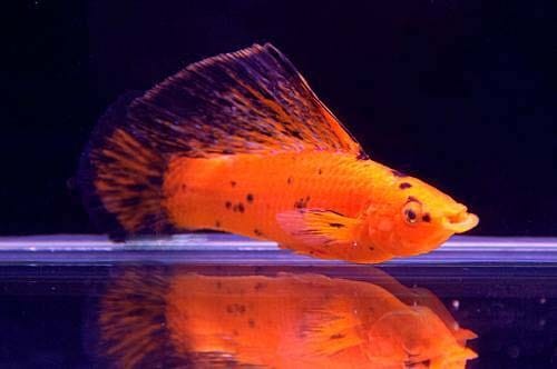 Hoogvinkarper Mix Red Leopard