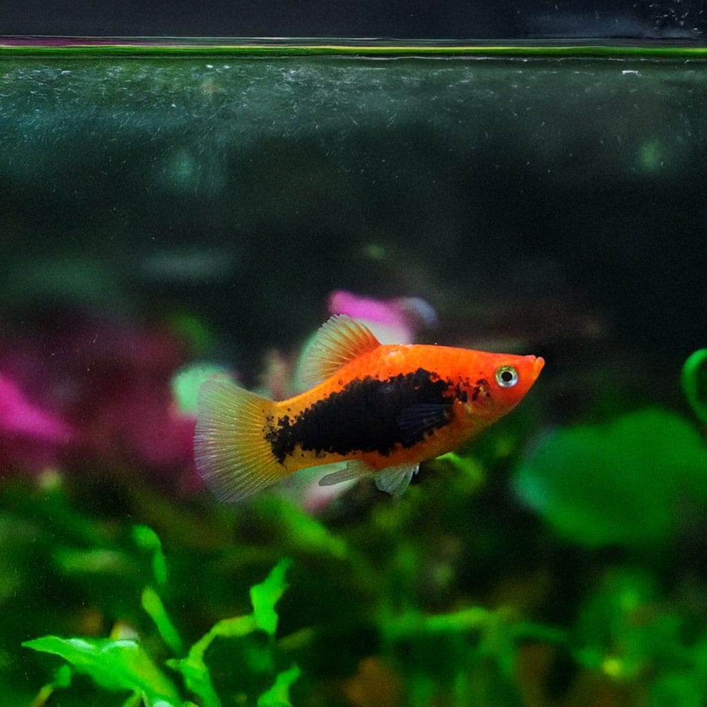 Platy Tuxedo