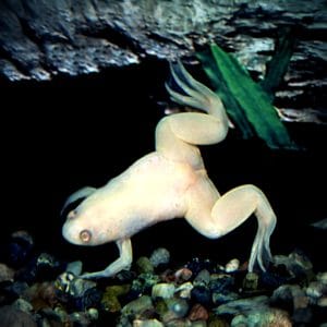 Albino Kikker
