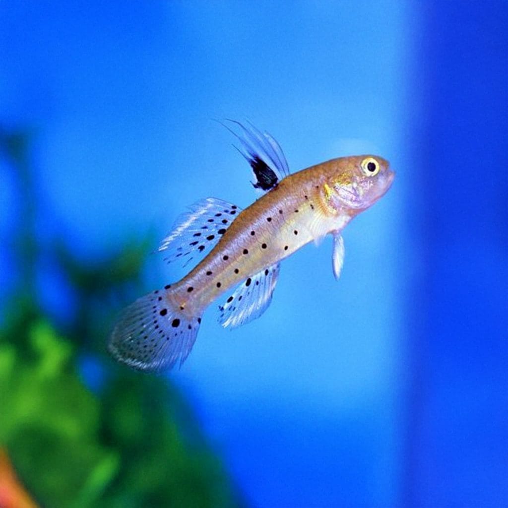 Knight Goby