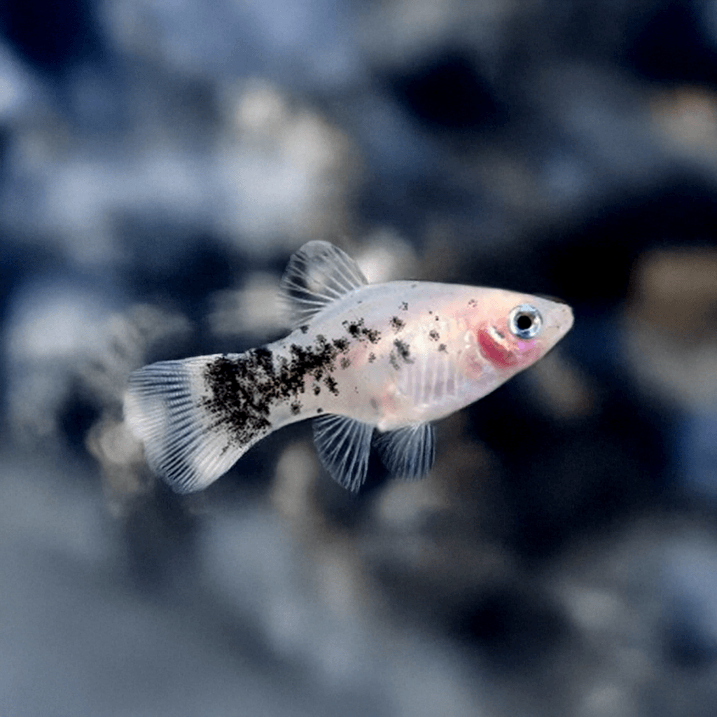 Platy Dalmatier