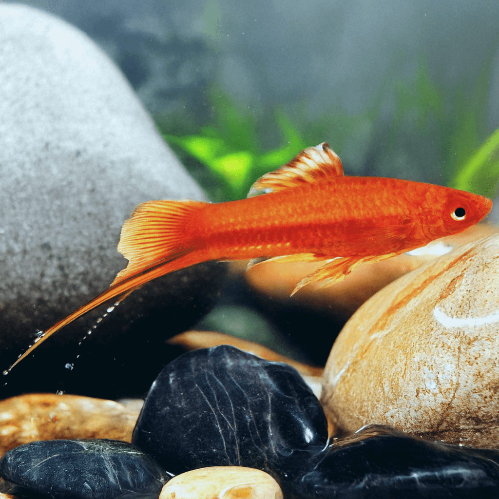 Zwaarddrager Israel Red L