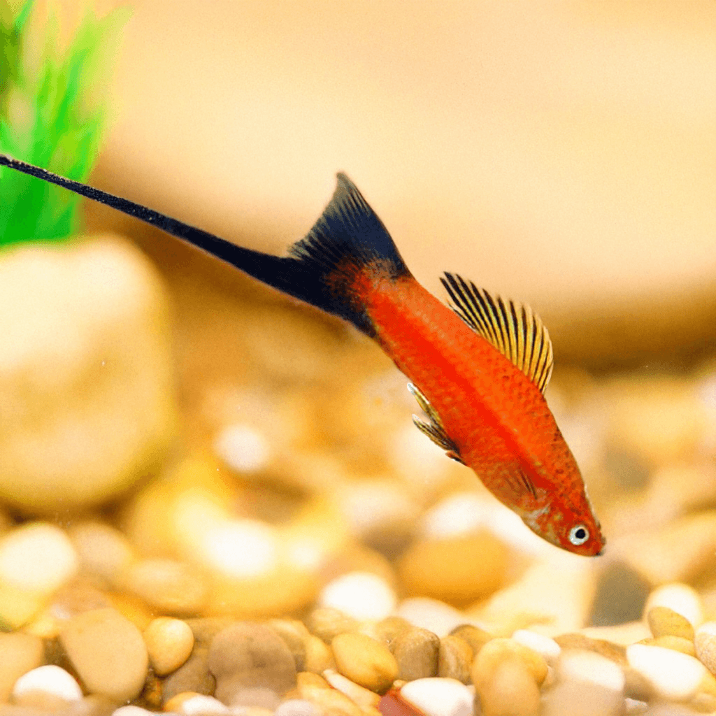 Zwaarddrager Red Wagtail