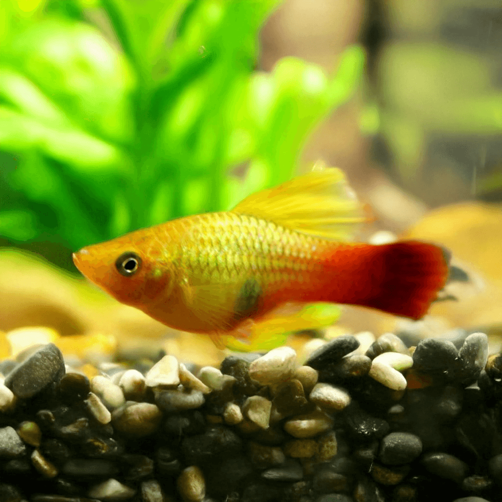 Platy Chocolade Hoogvin