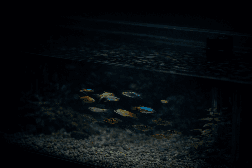 Aquarium met nieuw toegevoegde vissen waarbij het licht uit is voor een rustige start