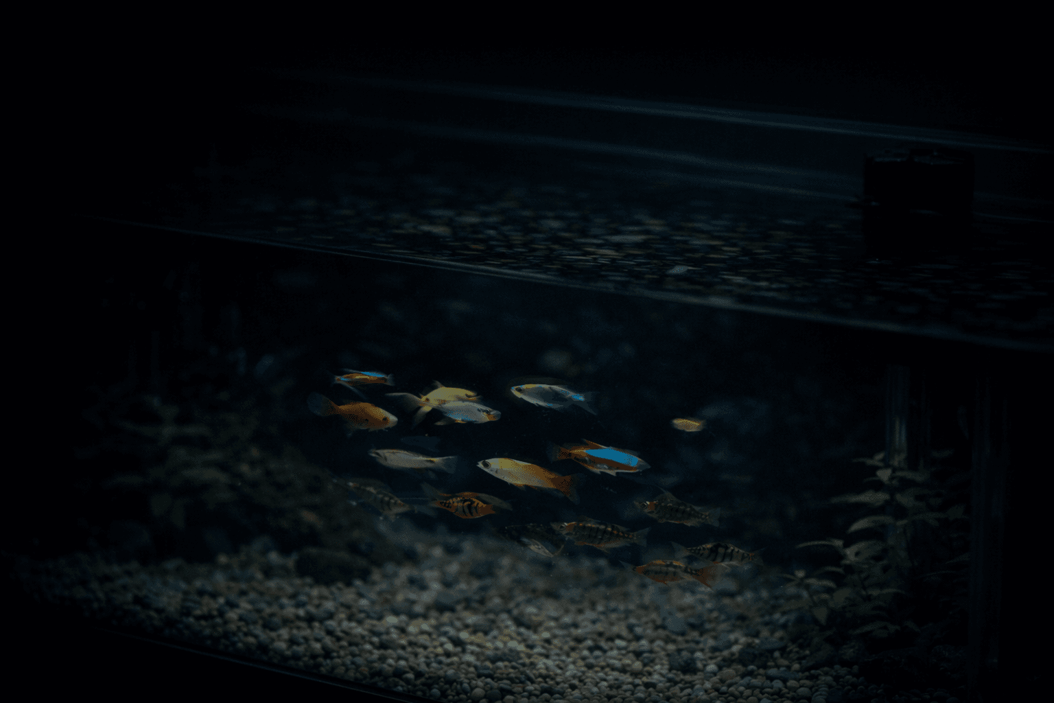 Het aquarium krijgt rust nadat de vissen zijn overgezet